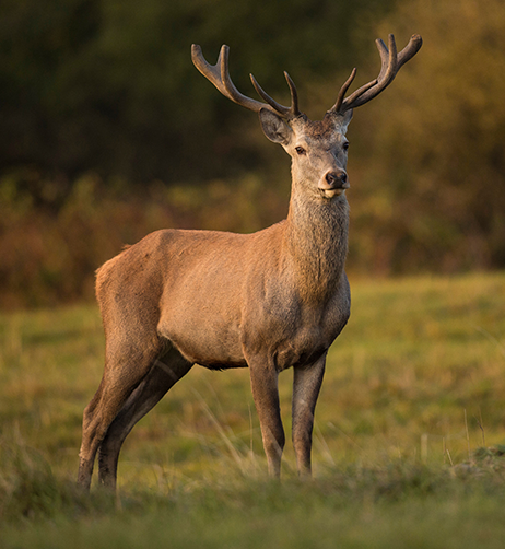 cerf.