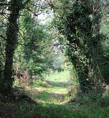 Zone humide de Chissey-sur-Loue.