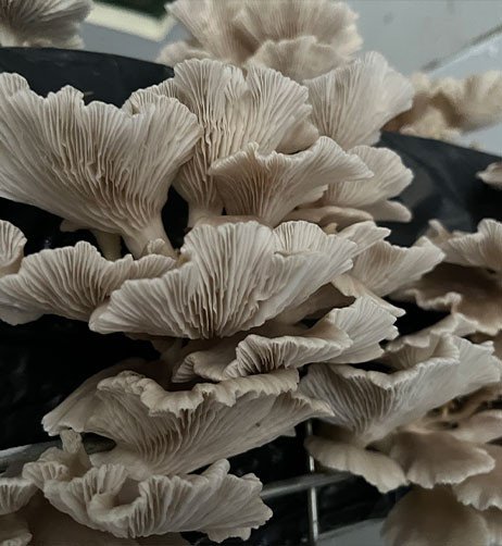 champignons blancs.